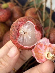 荔枝