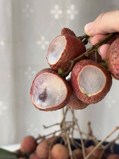 荔枝