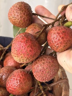 荔枝
