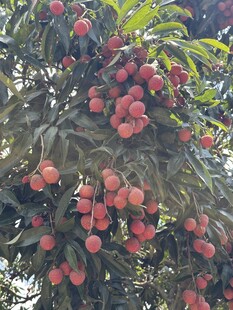 荔枝