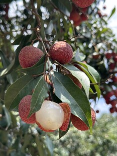 荔枝