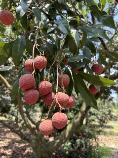 荔枝