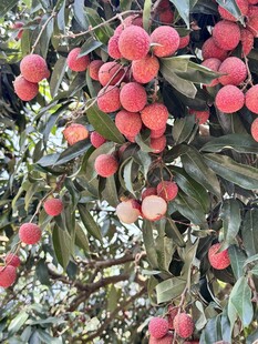 荔枝