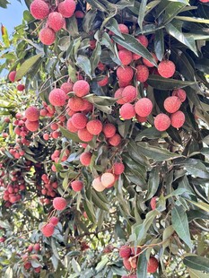 荔枝