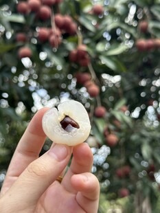 荔枝