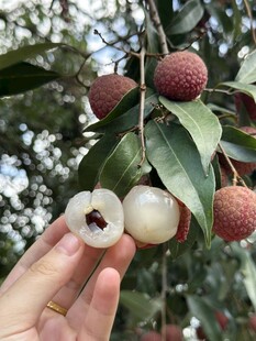 荔枝
