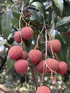 荔枝