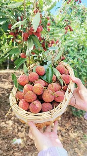 荔枝