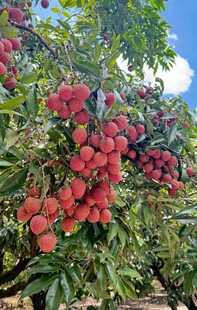 荔枝
