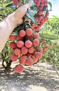 荔枝