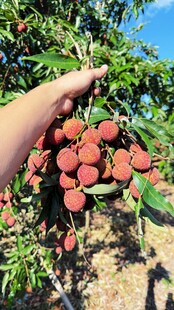 荔枝