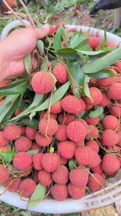 荔枝