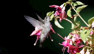 蜂鸟飞舞于娇艳花卉间