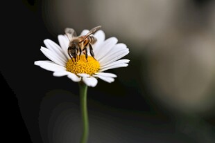 蜜蜂采蜜于白色雏菊上