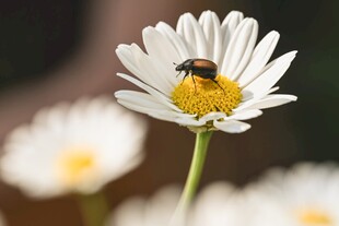 蜜蜂采蜜于雏菊之上