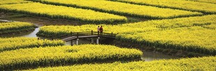 金色梯田间的田园风光