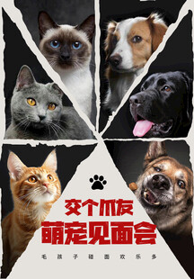 宠物海报