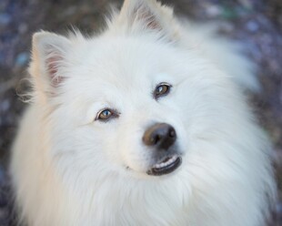 可爱白毛犬的萌趣瞬间