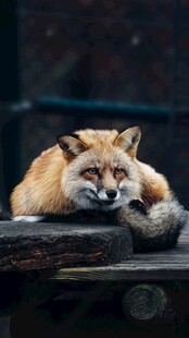 慵懒狐狸趴卧休憩