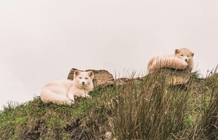 山坡上休憩的几只小羊羔