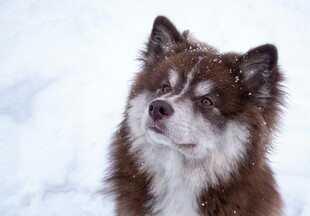雪地中的可爱棕白狗狗