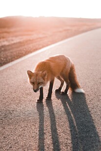夕阳下独行的狐狸