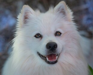 可爱萨摩耶犬微笑瞬间