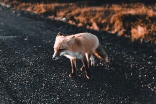 公路上独行的赤狐