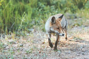 野外奔跑的狐狸