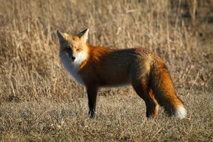 田野中的红狐狸