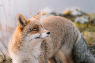 野外站立的机敏狐狸