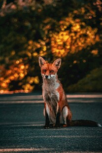 公路上的红狐