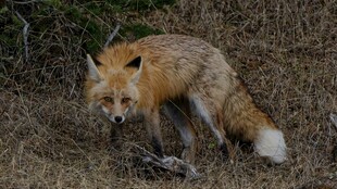 野外觅食的红狐狸