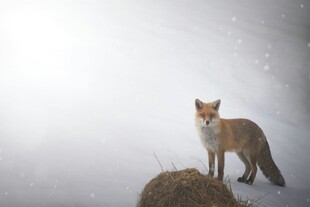 雪地中的红狐