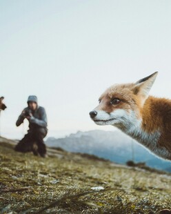 摄影师抓拍灵动狐狸瞬间