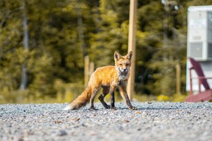 野外站立的红狐狸