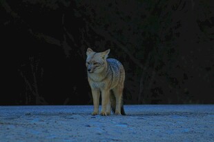雪地中的孤狼