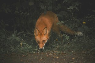 夜间觅食的红狐狸