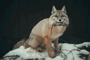 雪地中的山猫