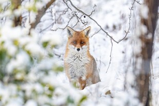 雪地中的红狐狸