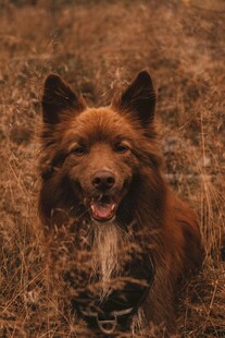 田野中的快乐长毛犬