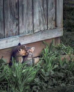 木屋下休憩的可爱猫咪
