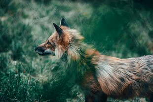 草丛中的红狐狸