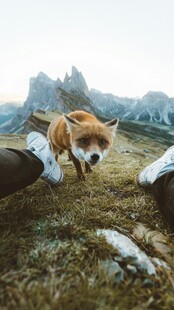 山间萌犬嬉戏