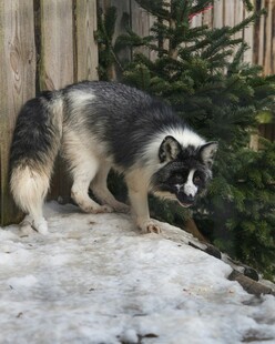 雪地中的黑白毛发犬