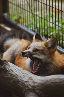 酣睡狐狸露出惬意神情