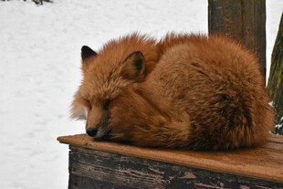 雪地中休憩的红狐狸
