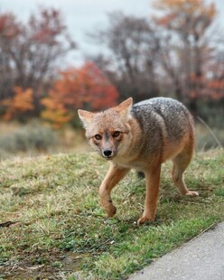 秋日草地奔跑的野犬