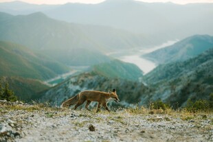 山间独行的野生动物