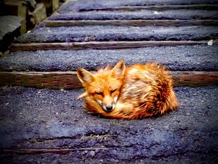 蜷卧在木栈道上的橘猫